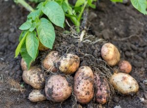 Potato your favorite