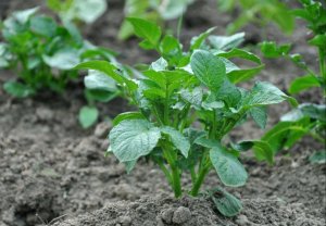 Potato your favorite